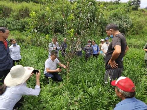 六枝特區月亮河鄉 農業產業管理培訓激活村民發展信心，推進種植技術開發
