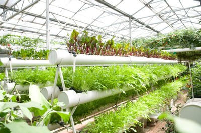 南寧市泰寧伶俐農民專業合作社 創新種植技術開發，助推農業現代化