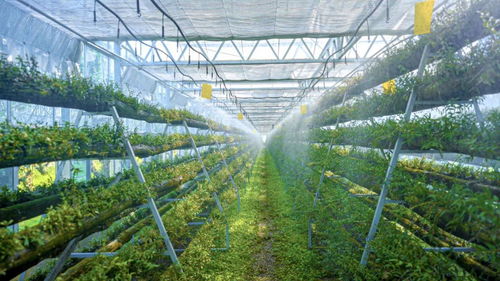 科技賦能，智慧引領 樂清市以“機器換人”驅動現代農業高質量發展，喜獲省級種植技術開發榮譽