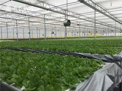無土栽培新紀(jì)元 上海建成最大單體植物工廠，技術(shù)驅(qū)動(dòng)產(chǎn)量躍升
